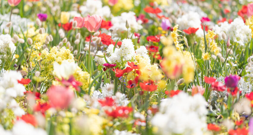一面に広がる花畑