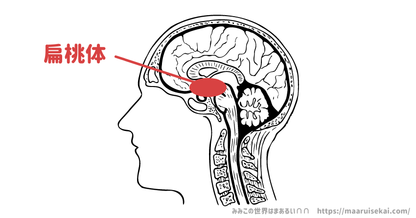 脳の扁桃体の位置